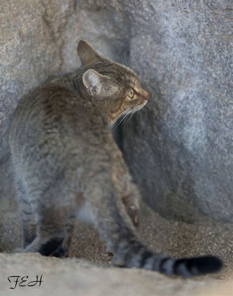 Arabian Wildcat Zoochat