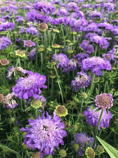 Special Deal Scabiosa Columbaria Mariposa Blue Butterfly Blue