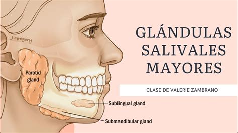 GlÁndulas Salivales Mayores 💦 ParÓtida Submaxilar Y Sublingual Youtube