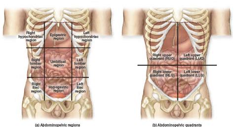 Posterior slide 21 inferior body landmark plantar sole of foot slide 22 anatomical planes slide 23 fixed lines of reference along which the. Abdominopelvic Regions and Quadrants | Ballet shoes, Dance ...