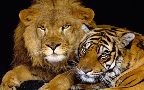 Lion Tiger Feline Wallpaper Hd
