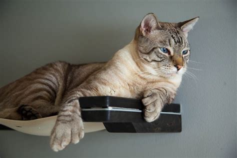 If you're looking for a cat perch that will mount to any window, this is a great option. Wall Mounted Cat Perch - Cool Cat Tree Plans