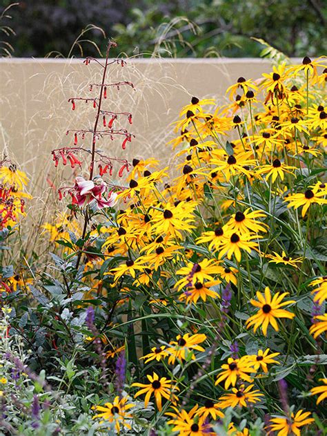 Most perennials put all their energy into flowering over a few spectacular weeks in spring, summer or autumn, while some briefly manage to bridge two seasons. Perennial Flowers That Bloom All Summer