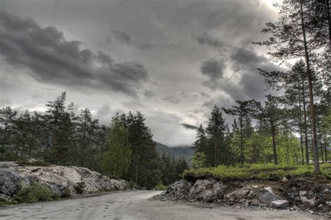 i love everything about this norway forest norway forest