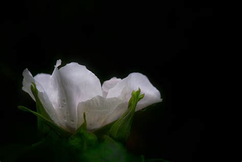 Single White Rose Black Background Stock Photo Download Image Now