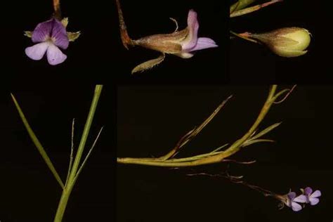 Extinct Plant Species Rediscovered After 200 Years Near Tulbagh