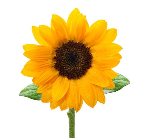 Royalty Free Daisy Sunflower Pictures Images And Stock Photos Istock