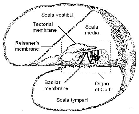 Cross Section Of The Cochlea Download Scientific Diagram