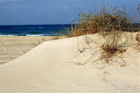 Grass In Sand Dunes In Sea Stock Photo Image 7205720