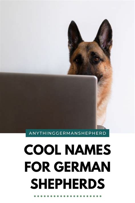 German Shepherd Names Over 200 Awesome Names For Your Gsd German