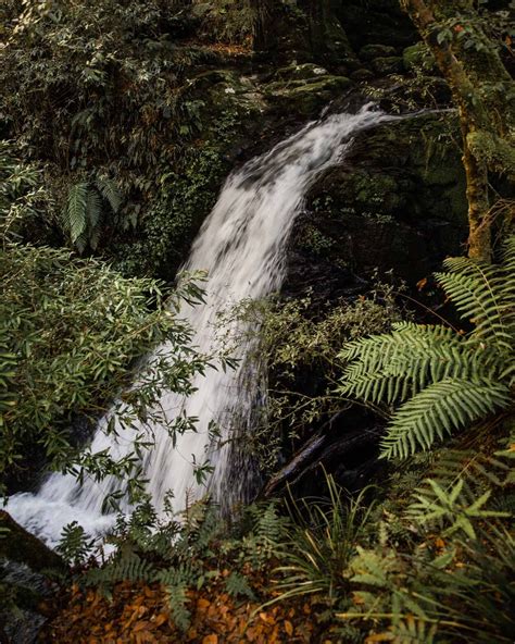 All Of Dorrigos Waterfalls Uncovered — Walk My World