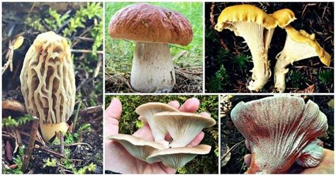 How To Determine Edible Mushrooms All Mushroom Info