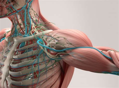 Hozzáférés az európai könyvtárhoz és a docuramához. ¿Qué estudia la anatomía?