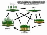 Photos of Forest Ecosystem Management