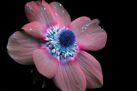 Amazing Photos Capture How Flowers Look Under Ultraviolet Light Huffpost