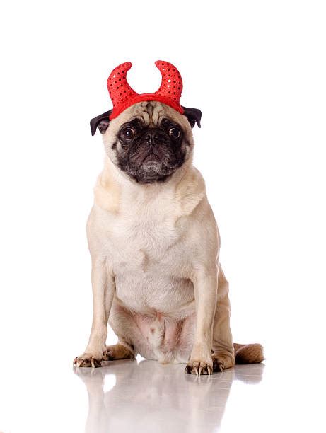 80 Devil Pug Dog With Horns Stock Photos Pictures And Royalty Free