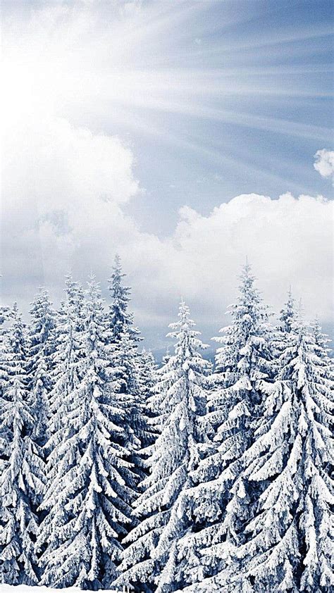 Snow Covered Pine Trees Under A Partly Cloudy Sky