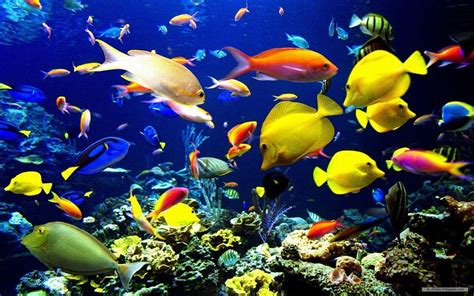 Marine Life Wallpapers Wallpaper Cave