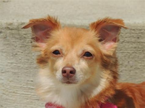 Welcome to yankee chihuahua rescue and adoption, inc. Adopt STAR on Petfinder | Pet adoption, Chihuahua, Long ...
