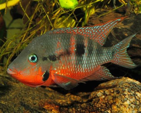 Firemouth Cichlid Care Feeding And Breeding Guide