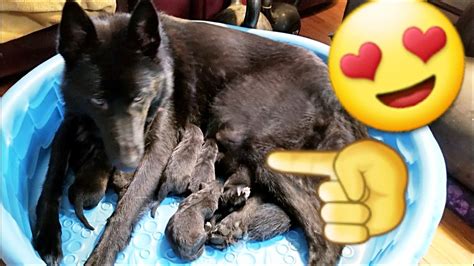 Watch her as she goes into labor and delivers her first two beautiful blue merle little puppies! Watch Puppies Being Born - The Miracle of Birth - Lycan Shepherd Pups - YouTube
