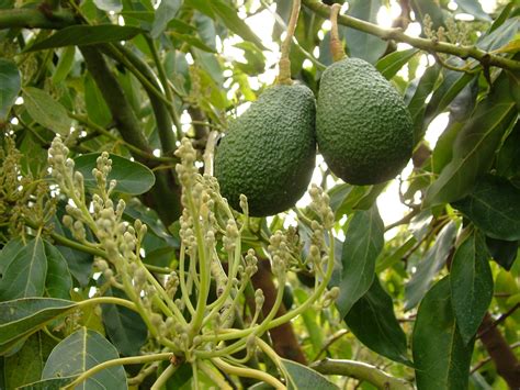 Make the most of your fruit! Avocados | Food Source Information
