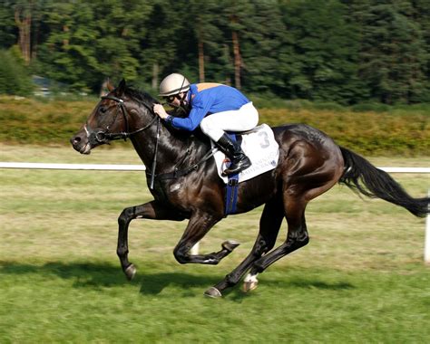 Franz schubert composed the grazer galopp. Galopp Foto & Bild | sport, sport mit tieren, pferdesport ...