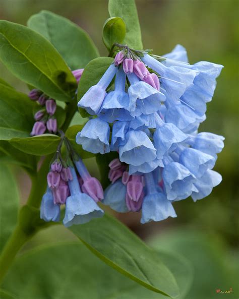 Pink Virginia Bluebells Or Virginia Cowslip Dspf266 Photograph By Gerry
