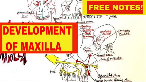 Development Of Maxilla Embryology Youtube