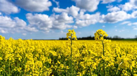 Download Yellow Flower Nature Rapeseed 4k Ultra Hd Wallpaper