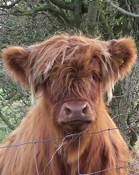 Scottish Highland Cow Ubicaciondepersonascdmxgobmx