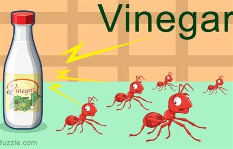 how to get rid of ants in the kitchen with vinegar 5 easy steps to follow