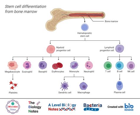 Hematopoiesis And Cells Of The Immune System Immunology The Biology
