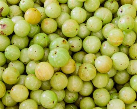 amla berries for skin a great source of vitamin c