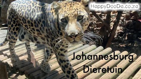 Happydooda Johannesburg Dieretuin Happydooda Jhb Zoo Youtube