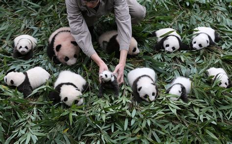 36 Baby Pandas Debut At The China Conservation And Research Center For