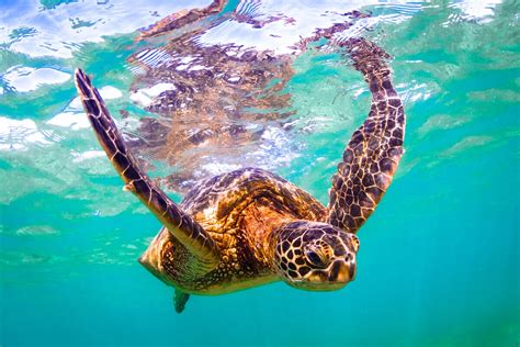 Where To See Turtles On Oahu 2023 Hawaii Travel Spot