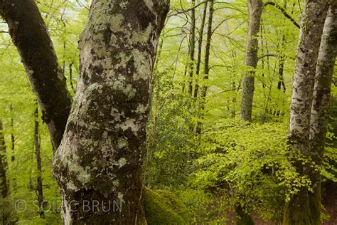 Beechtrees Forest Of Beech Trees In The French Pyrenees Flickr