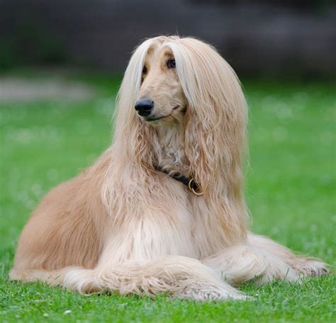 4 Long Haired Dog Breeds You Should Know About Sunnydays Pets