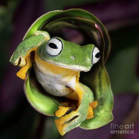 Flying Tree Frog Photograph by Linda D Lester