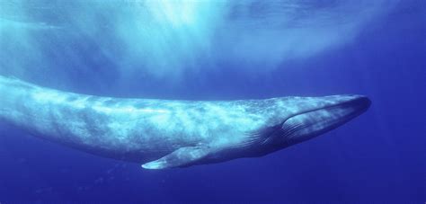 Blue Whale Songs Recorded In Indian Waters For The First Time