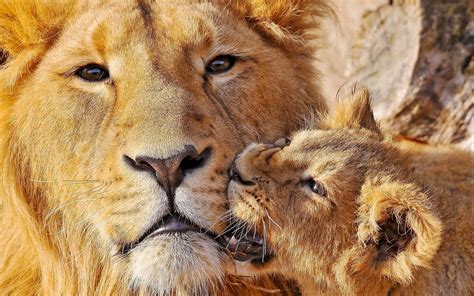 1920x1200 Lioness Lion Muzzle Caring Big Cat Wallpaper