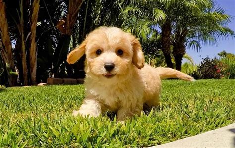 Contact our puppy breeders today for more information. Cavachon Puppies For Sale | San Antonio, TX #153062