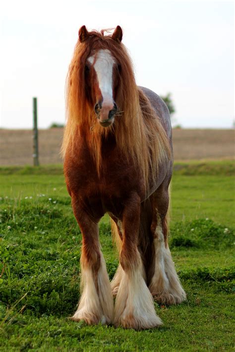 Irish Cob Lennys Boy 2014 Denmark Beautiful Horses Gypsy Horse Horses