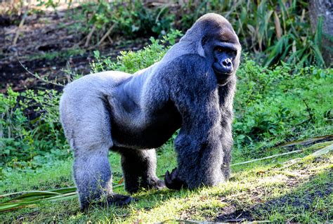 Mountain Gorillas Need More Water In A Warming Climate •
