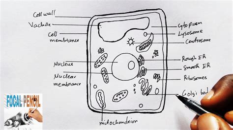 How To Draw Plant Cell Step By Step Drawing Tutorial Very Simple