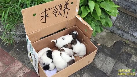 Rescue 8 Puppies Abandoned In Cardboard Box In A New Community Youtube