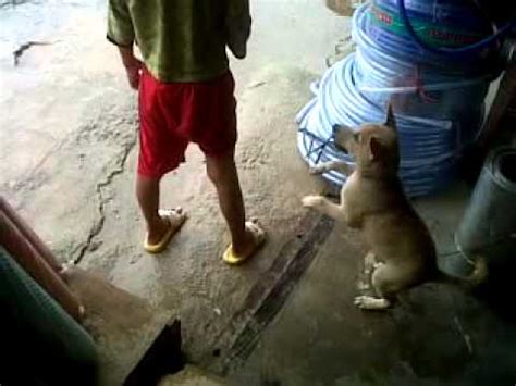 Anjing VS Manusia YouTube