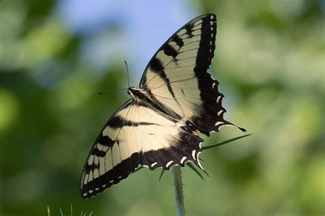 Eastern Tiger Swallowtail Henry Hartley