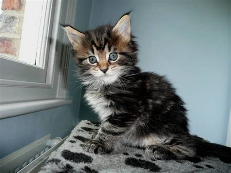 Maine coon cats happen to be america's second most popular breed of felines and with plenty of reason. Maine Coon Kittens For Sale FOR SALE ADOPTION from ...